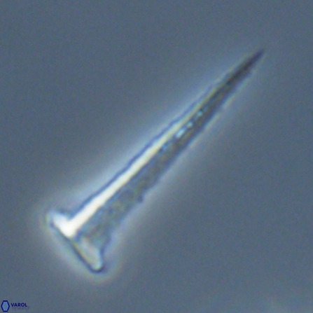 Acuturris scotus 18074