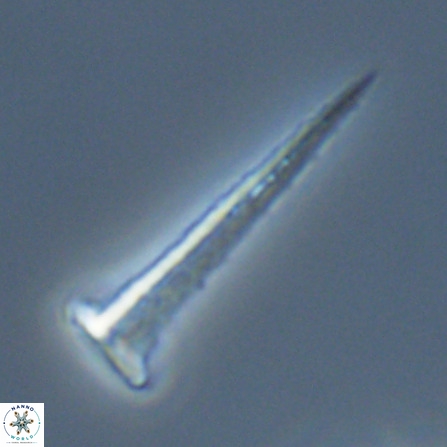 Acuturris scotus 18074