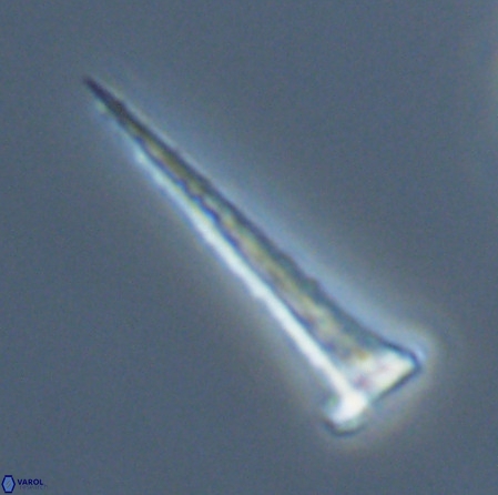 Acuturris scotus 18075