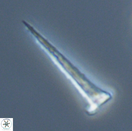 Acuturris scotus 18075