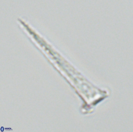 Acuturris scotus 18076