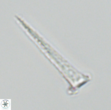 Acuturris scotus 18076