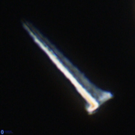 Acuturris scotus 18077