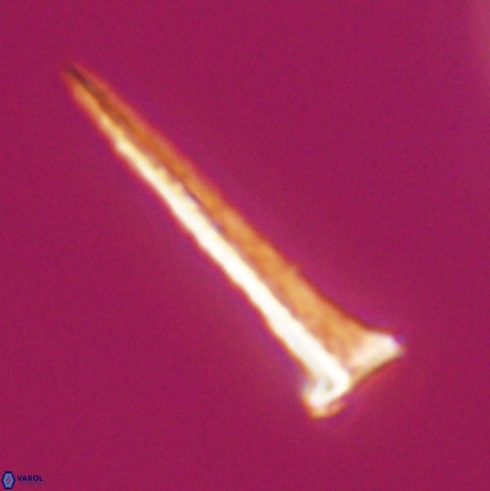 Acuturris scotus 18078