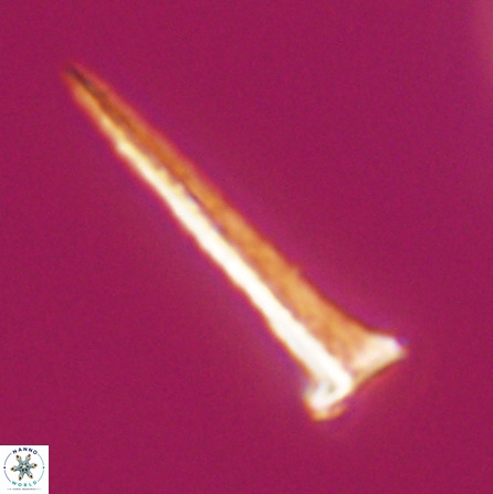 Acuturris scotus 18078
