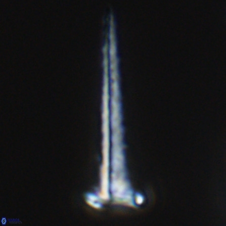 Acuturris scotus 18079