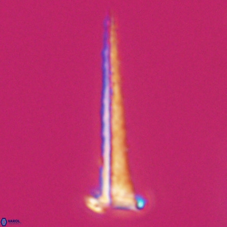 Acuturris scotus 18080