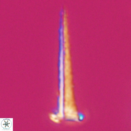 Acuturris scotus 18080