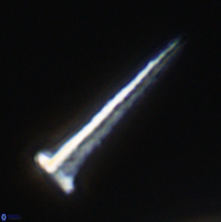 Acuturris scotus 18081