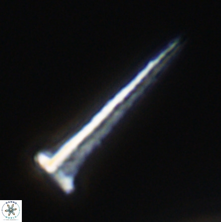 Acuturris scotus 18081