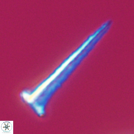 Acuturris scotus 18082
