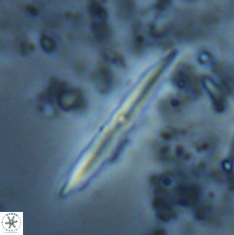 Aculithus rioi 27112