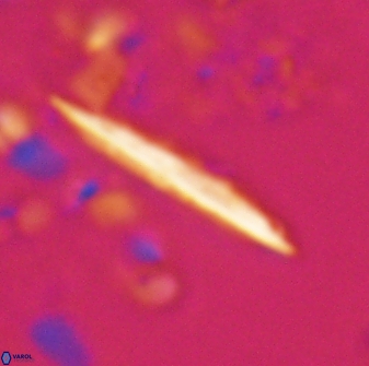 Velonalithus emelinesalleyae 27113
