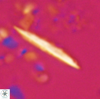 Velonalithus emelinesalleyae 27113