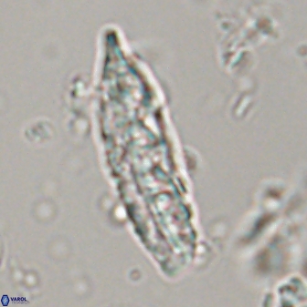 Pennalithus rioi 30074