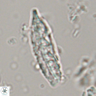 Pennalithus rioi 30074
