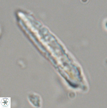 Aculithus rioi 30087
