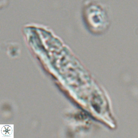 Aculithus rioi 30089
