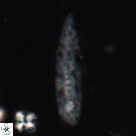 Aculithus rioi 30340