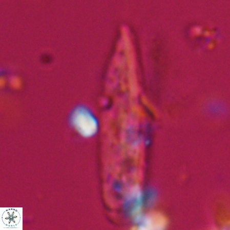 Aculithus rioi 30341