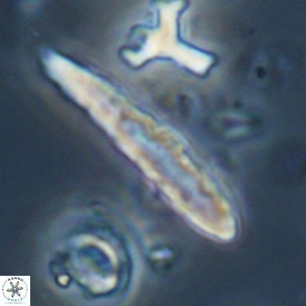 Aculithus rioi 30316