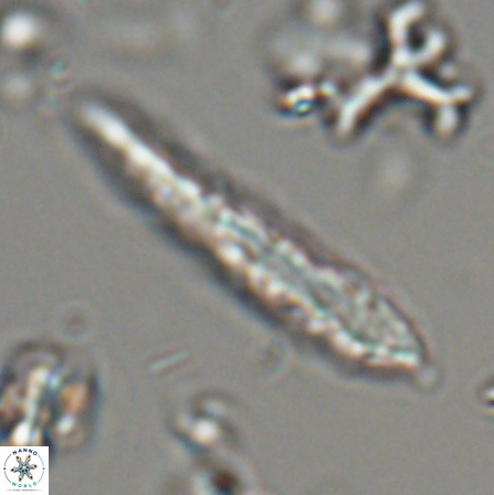 Aculithus rioi 30322