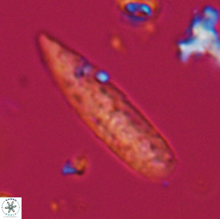 Aculithus rioi 30335