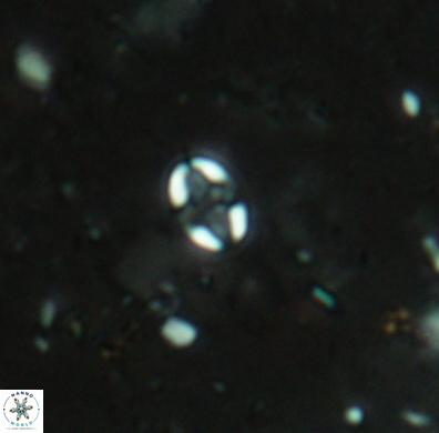 Aktasia obscura 4399