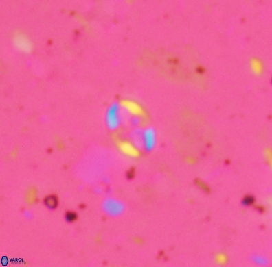 Aktasia obscura 4400