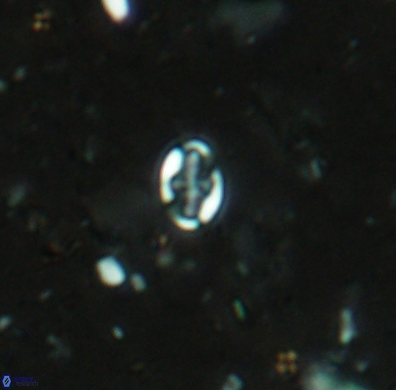 Aktasia obscura 4401