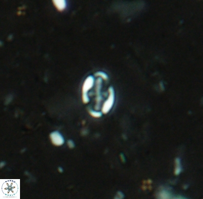 Aktasia obscura 4401
