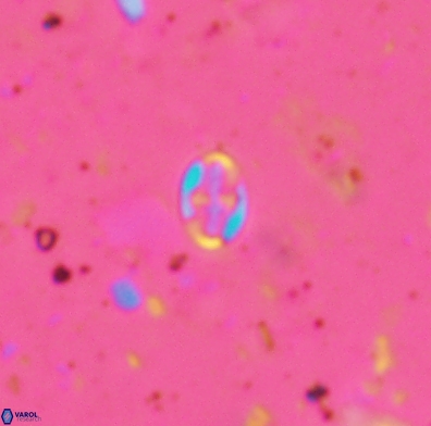 Aktasia obscura 4402