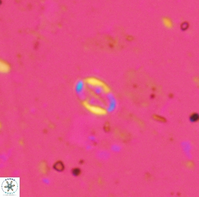 Aktasia obscura 4403