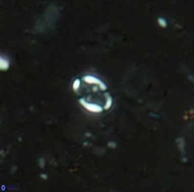 Aktasia obscura 4404