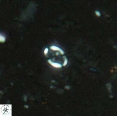 Aktasia obscura 4404