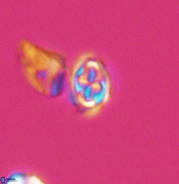 Aktasia compacta 11254