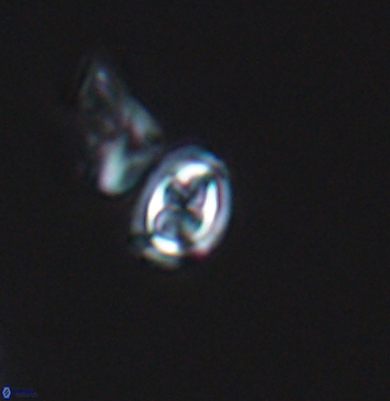 Aktasia compacta 11255