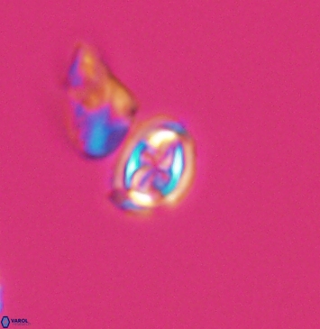 Aktasia compacta 11256