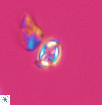 Aktasia compacta 11256