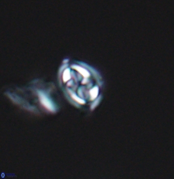 Aktasia compacta 11250