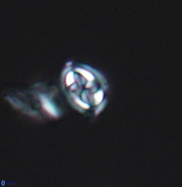 Aktasia compacta 11251