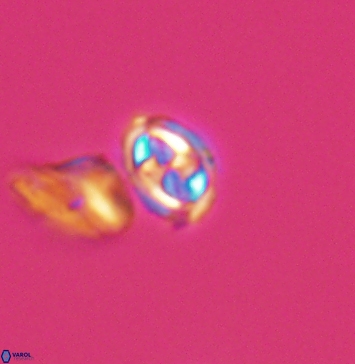 Aktasia compacta 11252