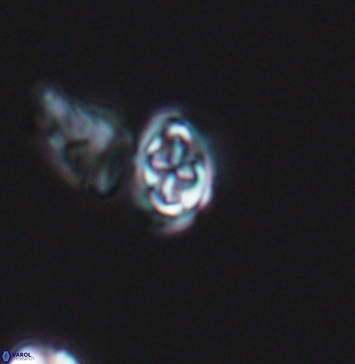 Aktasia compacta 11253