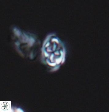 Aktasia compacta 11253