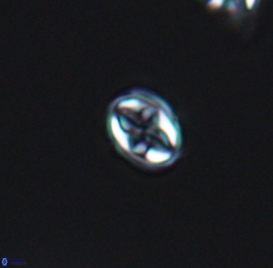 Aktasia compacta 12365