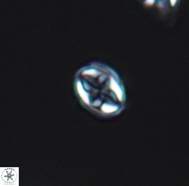 Aktasia compacta 12365