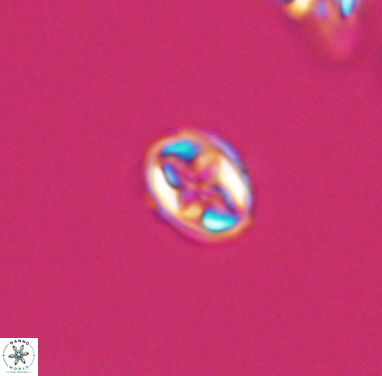 Aktasia compacta 12366
