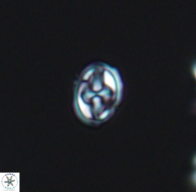 Aktasia parvoturonica12367