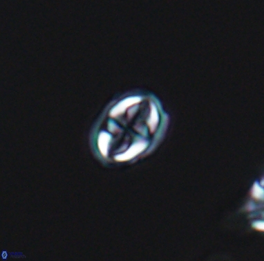 Aktasia compacta 12369