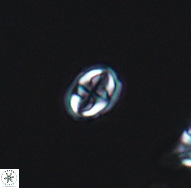 Aktasia compacta 12369
